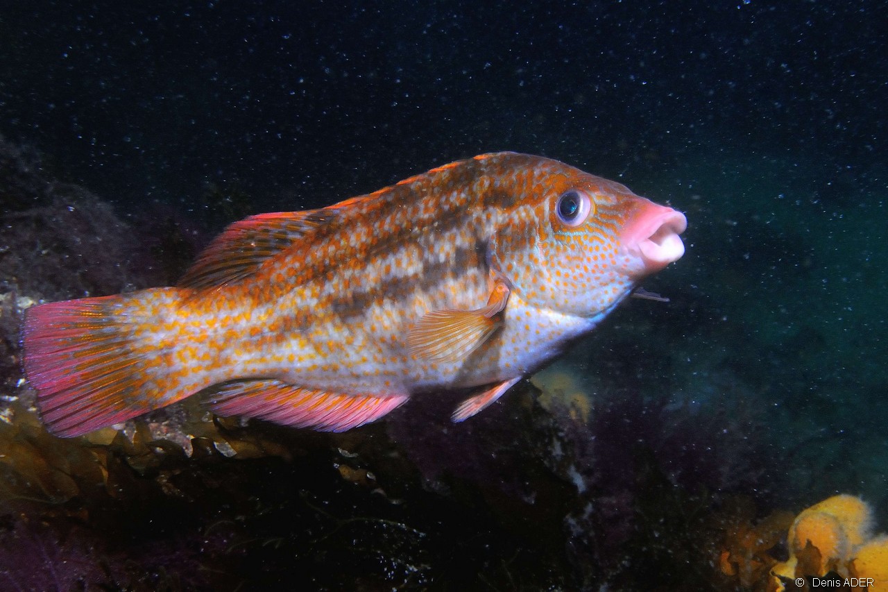 Symphodus bailloni-Belle Ile Basse Palais-19m-20160701-Denis-ADER-DSC_8472_tn.jpg